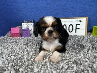 Danny, a male Cavalier King Charles Spaniel for sale in Waynesville, MO – Photo 3 of 3