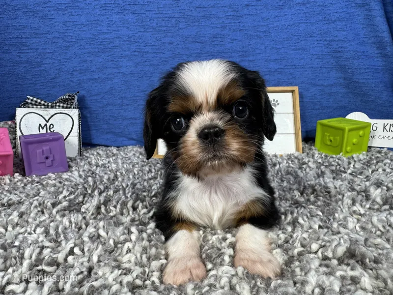 Danny – Cavalier King Charles Spaniel puppy for sale in Waynesville, MO