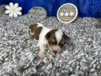 Madiline, a female Yorkipoo for sale in Waynesville, MO – 2 of 4