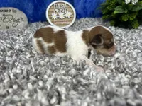 Madiline, a female Yorkipoo for sale in Waynesville, MO – 3 of 4