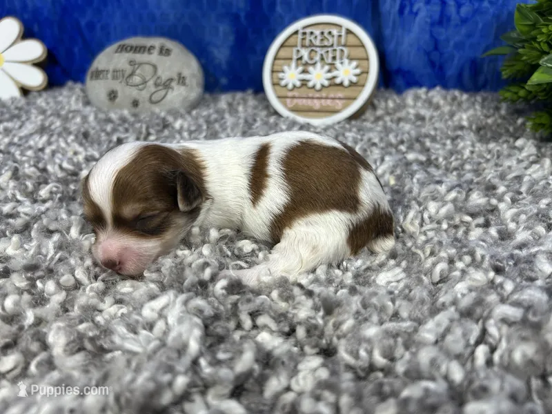 Madiline – Yorkipoo puppy for sale in Waynesville, MO