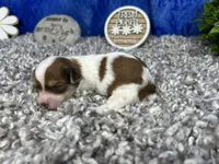 Madiline, a female Yorkipoo for sale in Waynesville, MO – 1 of 4