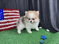 Baker, a male Pomeranian for sale in Waynesville, MO – 2 of 9