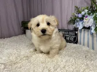 Kingston, a male Havanese for sale in Waynesville, MO – 3 of 10