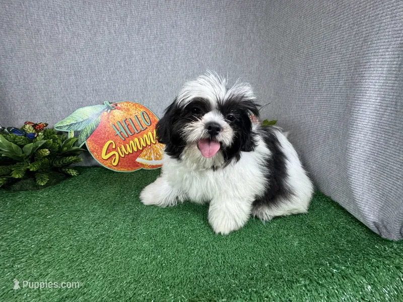 Grey – Shih Tzu puppy for sale in Waynesville, MO