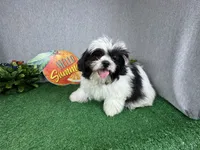 Grey, a male Shih Tzu for sale in Waynesville, MO – 1 of 8