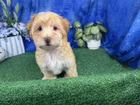 Izaiah, a male Havapoo for sale in Waynesville, MO – 1 of 10