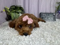Daisy, a female Poodle - Toy  for sale in Waynesville, MO – 6 of 9