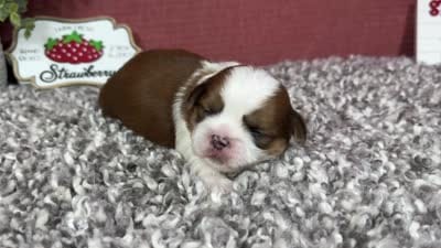 Theodore, a male Shih Tzu for sale in Waynesville, MO – 4 of 4