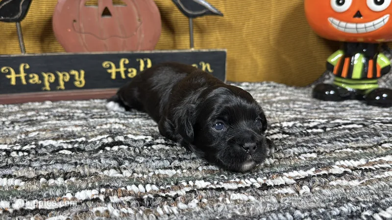 Briggs – Peekapoo puppy for sale in Waynesville, MO