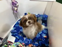 Gilroy, a male Shih Tzu for sale in Waynesville, MO – 7 of 10