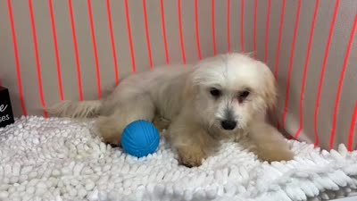 Curtis, a male Maltipoo for sale in Waynesville, MO – 7 of 10