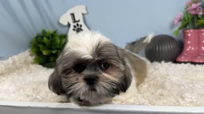 Georgia, a female Shih Tzu for sale in Waynesville, MO – 4 of 4