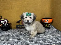 Izzy, a female Havanese for sale in Waynesville, MO – 3 of 3