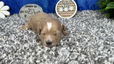 Freddy, a male Maltipoo for sale in Waynesville, MO – 4 of 4