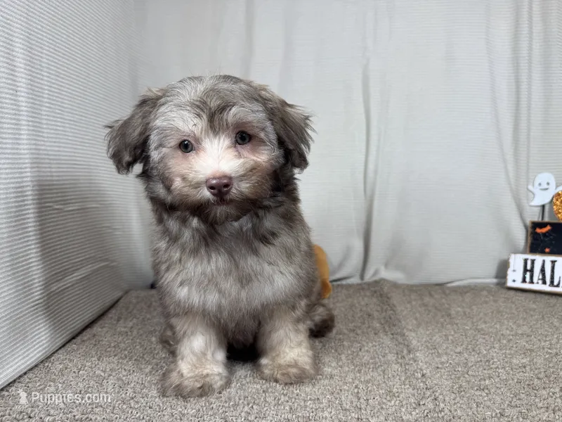 Magnus – Havapoo puppy for sale in Waynesville, MO