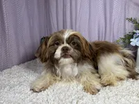 Gilroy, a male Shih Tzu for sale in Waynesville, MO – 2 of 3