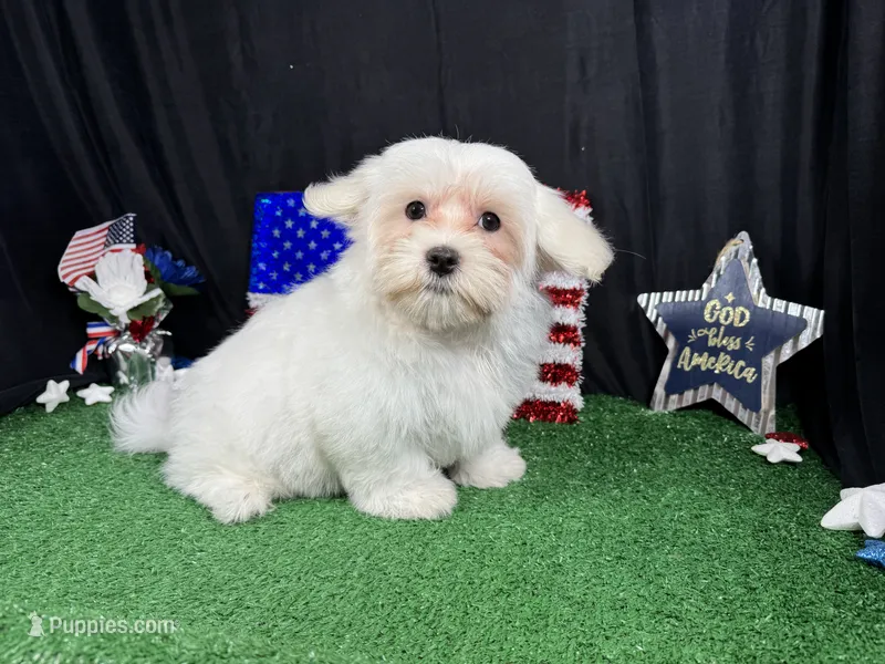 Izen – Havamalt puppy for sale in Waynesville, MO