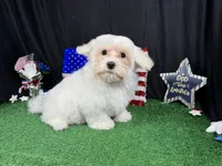 Izen, a male Havamalt for sale in Waynesville, MO – 7 of 10