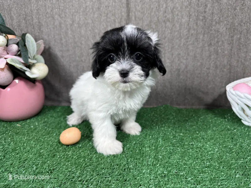 Naomi – Maltipoo puppy for sale in Waynesville, MO