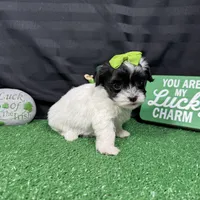 Naomi, a female Maltipoo for sale in Waynesville, MO – Photo 8 of 10