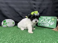 Naomi, a female Maltipoo for sale in Waynesville, MO – Photo 3 of 6