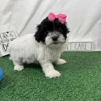 Naomi, a female Maltipoo for sale in Waynesville, MO – Photo 4 of 10