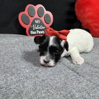 Naomi, a female Maltipoo for sale in Waynesville, MO – Photo 9 of 10