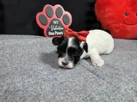 Naomi, a female Maltipoo for sale in Waynesville, MO – Photo 4 of 6