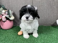 Naomi, a female Maltipoo for sale in Waynesville, MO – Photo 2 of 10