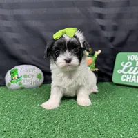 Naomi, a female Maltipoo for sale in Waynesville, MO – Photo 6 of 10
