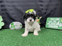 Naomi, a female Maltipoo for sale in Waynesville, MO – Photo 1 of 6