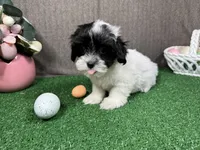 Naomi, a female Maltipoo for sale in Waynesville, MO – Photo 3 of 10
