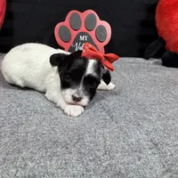 Naomi, a female Maltipoo for sale in Waynesville, MO – Photo 10 of 10