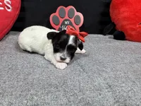 Naomi, a female Maltipoo for sale in Waynesville, MO – Photo 6 of 6