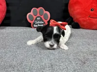 Naomi, a female Maltipoo for sale in Waynesville, MO – Photo 5 of 6