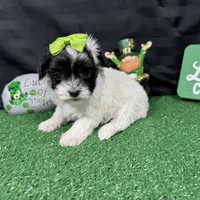 Naomi, a female Maltipoo for sale in Waynesville, MO – Photo 7 of 10