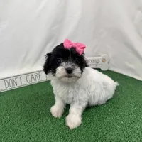 Naomi, a female Maltipoo for sale in Waynesville, MO – Photo 5 of 10