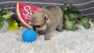 Benson, a male Pomeranian for sale in Waynesville, MO – 4 of 4