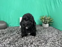Nick, a male Poodle - Toy  for sale in Waynesville, MO – 2 of 3