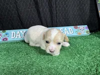 Gavin, a male Maltipoo for sale in Waynesville, MO – 2 of 3
