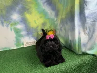 Angie, a female Havapoo for sale in Waynesville, MO – 2 of 3