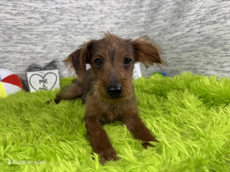 Mars – Yorkipoo puppy for sale in Waynesville, MO