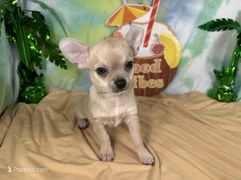 Banks – Chihuahua puppy for sale in Waynesville, MO