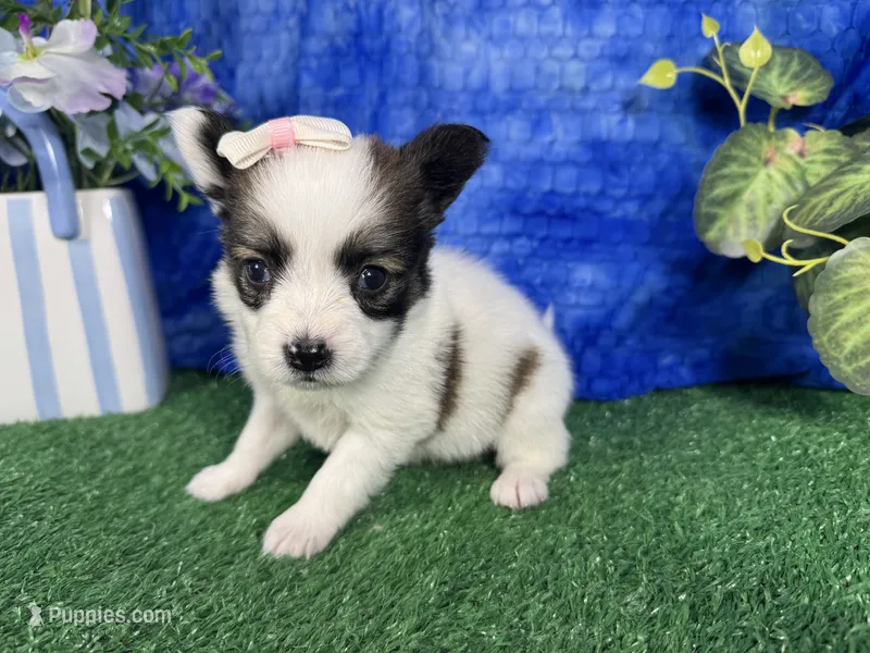 Lexie – Papillon puppy for sale in Waynesville, MO