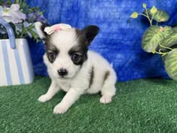 Lexie, a female Papillon for sale in Waynesville, MO – 1 of 4