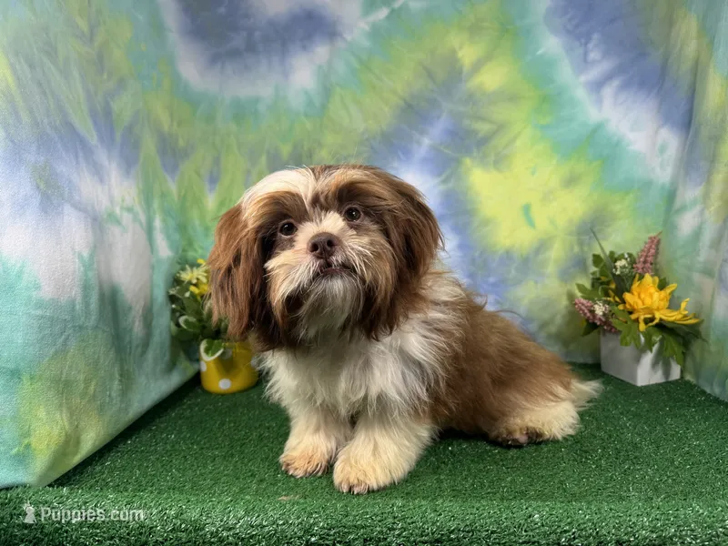 Gilroy – Shih Tzu puppy for sale in Waynesville, MO
