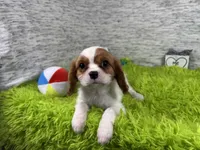 Riley, a male Cavalier King Charles Spaniel for sale in Waynesville, MO – 6 of 10