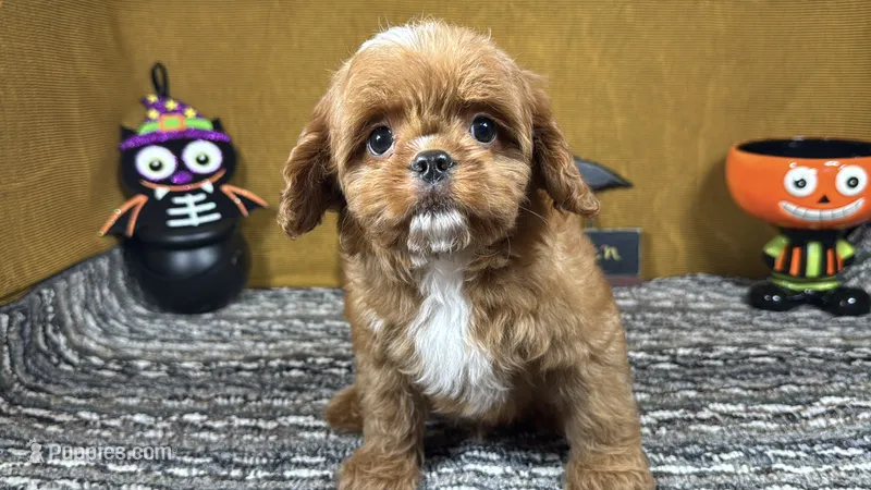 David – Cavapoo puppy for sale in Waynesville, MO