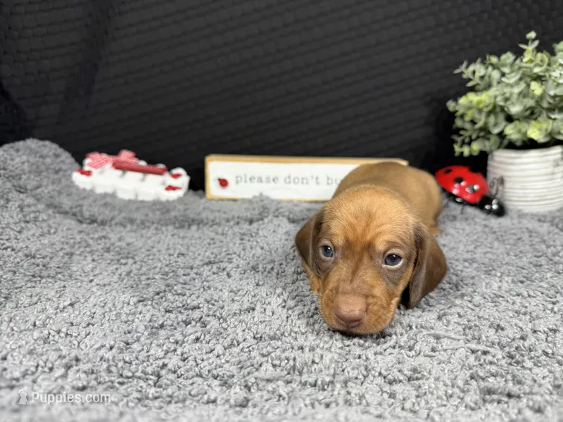 Wilber – Miniature Dachshund puppy for sale in Waynesville, MO